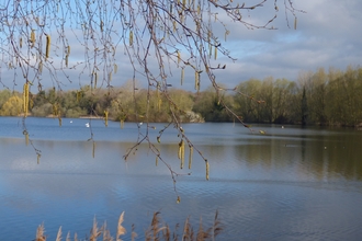 silver birch catkins