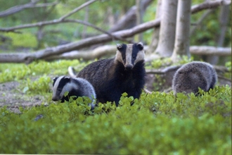 Suffolk Wildlife Trust