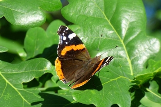 red admiral