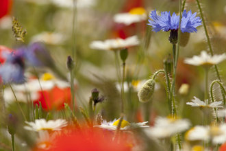 Wildflower banner