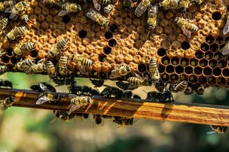 Bees and Beekeeping 