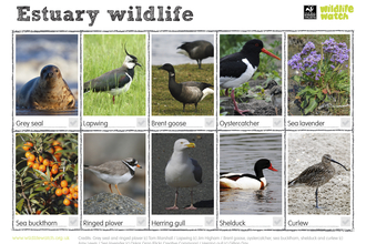 North Sea Marine Conservation | Suffolk Wildlife Trust North Sea Marine Conservation | Suffolk Wildlife Trust