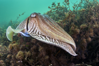 Male cuttlefish Alexander Mustard 2020VISION