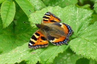 small tortoiseshell