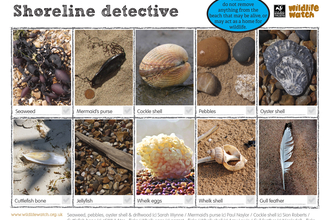 Shoreline detective