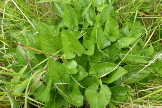 Hairy violet