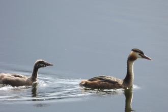 great crested grebe and young