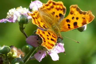 comma butterfly by Mike Andrews