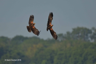 Suffolk Wildlife Trust