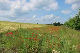 Arable farmland Steve Aylward Suffolk Wildlife Trust