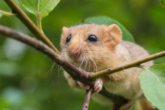 Dormouse adobestock