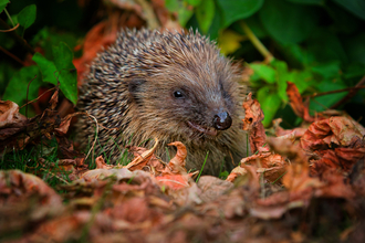 Hedgehog - John Hawkins Suffolk Wildlife Trust