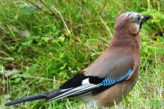 Jay at Lackford