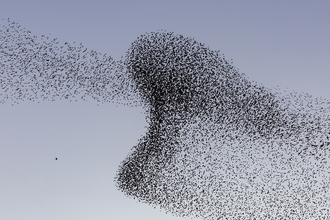 Starling murmuration over the Hen Reedbeds with hawk