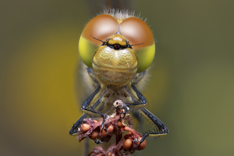 Common darter dragonfly by Andrew Neal Suffolk Wildlife Trust competition winner