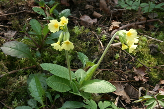 Oxlip by Steve Aylward