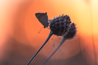 Small copper by Paula Cooper