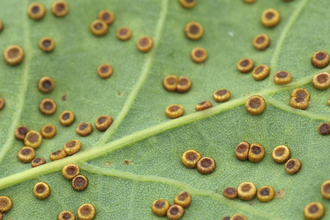 Silk Button Gall 