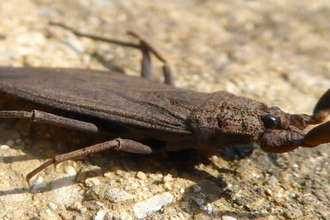 Water scorpion 