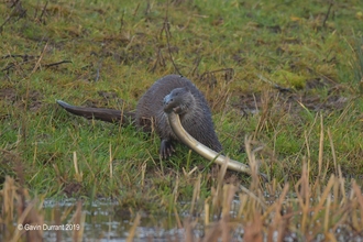 Otter eating Eel