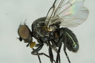 New stem-boring fly Melanagromyza moatesi at Lackford Lakes