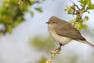 ChiffChaff courtesy of Richard Steel