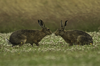 Hares by Russell Savory
