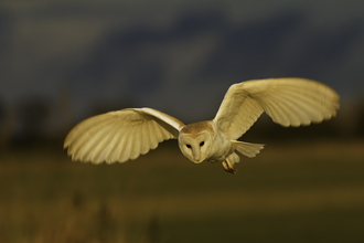 Barn owl by Russell Savory