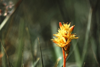 Bog asphodel 