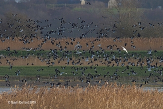 Lapwing flock over Petos marsh