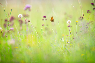 Wildlflowers and butterfly by Jon Hawkins