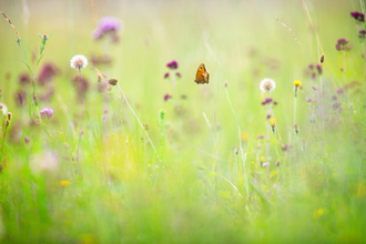 Wildflowers and butterfly by Jon Hawkins