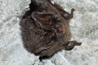 Barbastelle bat by Arthur Rivett