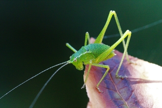 Suffolk Wildlife Trust