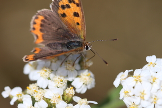 Suffolk Wildlife Trust