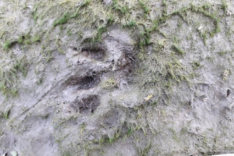 Otter print