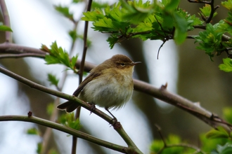 chiffchaff