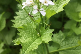 Garlic Mustard