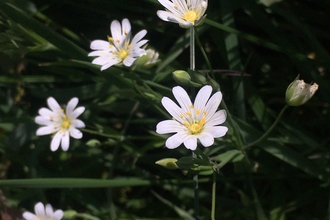 Greater Stitchwort