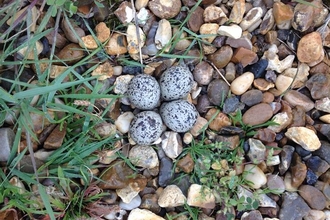Ringed plover nest at Levington foreshore (photo: Andrew Excell)