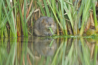 Suffolk Wildlife Trust