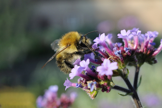 Common carder bumblebee - Nick Upton