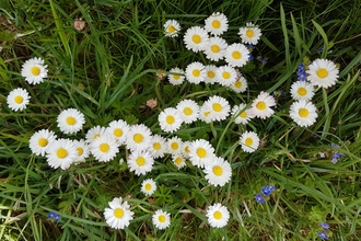 Daisies - Cathy Smith