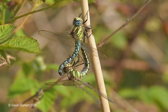 Hairy Dragonflies - Gavin Durrant