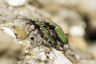 Green-tiger beetle - Hawk Honey 