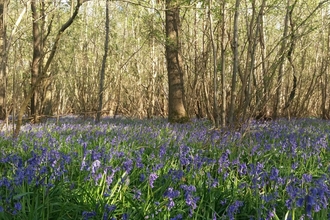 Bluebells and Bradfield Woods - Giles Cawston 