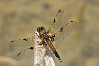 four-spotted chaser