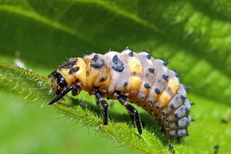 7-spot ladybird larvae - Martin Smith