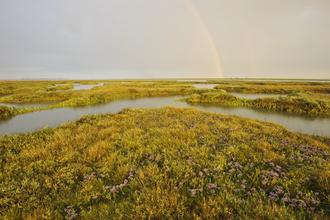 Saltmarsh - Terry Whittaker/2020vision