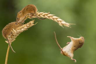 Harvest mice - Adobestock
